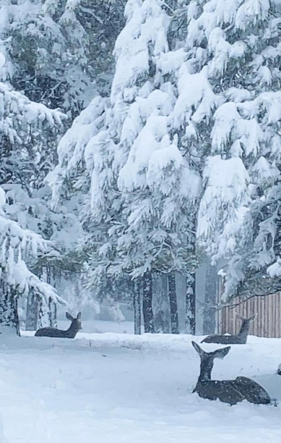Kathys Cabin, King Bed, Hot Tub, Near-Nau & Downtown Attractions, Perfect Year-Round Mountain Getaway Flagstaff Exteriér fotografie